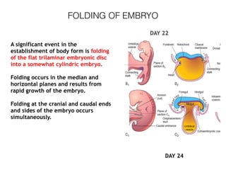 FOLDING OF EMBRYO
A significant event in the
establishment of body form is folding
of the flat trilaminar embryonic disc
into a somewhat cylindric embryo.
Folding occurs in the median and
horizontal planes and results from
rapid growth of the embryo.
Folding at the cranial and caudal ends
and sides of the embryo occurs
simultaneously.
DAY 22
DAY 24
 