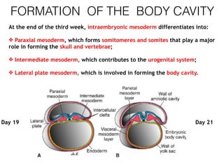 FORMATION OF THE BODY CAVITY
At the end of the third week, intraembryonic mesoderm differentiates into:
❖ Paraxial mesoderm, which forms somitomeres and somites that play a major
role in forming the skull and vertebrae;
❖ Intermediate mesoderm, which contributes to the urogenital system;
❖ Lateral plate mesoderm, which is involved in forming the body cavity.
Day 19 Day 21
 