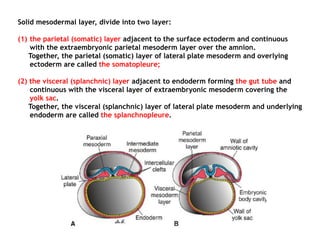 Solid mesodermal layer, divide into two layer:
(1) the parietal (somatic) layer adjacent to the surface ectoderm and continuous
with the extraembryonic parietal mesoderm layer over the amnion.
Together, the parietal (somatic) layer of lateral plate mesoderm and overlying
ectoderm are called the somatopleure;
(2) the visceral (splanchnic) layer adjacent to endoderm forming the gut tube and
continuous with the visceral layer of extraembryonic mesoderm covering the
yolk sac.
Together, the visceral (splanchnic) layer of lateral plate mesoderm and underlying
endoderm are called the splanchnopleure.
 