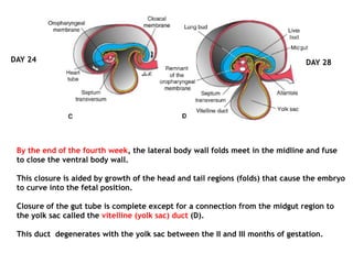 By the end of the fourth week, the lateral body wall folds meet in the midline and fuse
to close the ventral body wall.
This closure is aided by growth of the head and tail regions (folds) that cause the embryo
to curve into the fetal position.
Closure of the gut tube is complete except for a connection from the midgut region to
the yolk sac called the vitelline (yolk sac) duct (D).
This duct degenerates with the yolk sac between the II and III months of gestation.
DAY 24 DAY 28
 