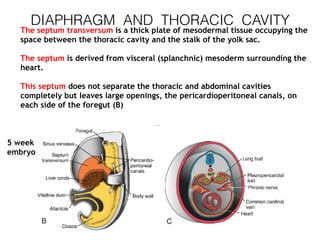 DIAPHRAGM AND THORACIC CAVITY
The septum transversum is a thick plate of mesodermal tissue occupying the
space between the thoracic cavity and the stalk of the yolk sac.
The septum is derived from visceral (splanchnic) mesoderm surrounding the
heart.
This septum does not separate the thoracic and abdominal cavities
completely but leaves large openings, the pericardioperitoneal canals, on
each side of the foregut (B)
5 week
embryo
 