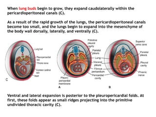 Ventral and lateral expansion is posterior to the pleuropericardial folds. At
first, these folds appear as small ridges projecting into the primitive
undivided thoracic cavity (C).
When lung buds begin to grow, they expand caudolaterally within the
pericardioperitoneal canals (C).
As a result of the rapid growth of the lungs, the pericardioperitoneal canals
become too small, and the lungs begin to expand into the mesenchyme of
the body wall dorsally, laterally, and ventrally (C).
 