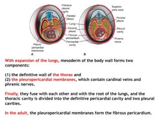 With expansion of the lungs, mesoderm of the body wall forms two
components:
(1) the definitive wall of the thorax and
(2) the pleuropericardial membranes, which contain cardinal veins and
phrenic nerves.
Finally, they fuse with each other and with the root of the lungs, and the
thoracic cavity is divided into the definitive pericardial cavity and two pleural
cavities.
In the adult, the pleuropericardial membranes form the fibrous pericardium.
 