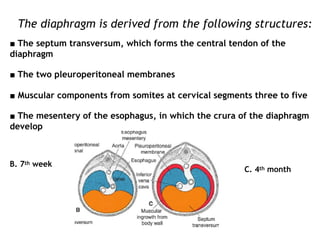 The diaphragm is derived from the following structures:
■ The septum transversum, which forms the central tendon of the
diaphragm
■ The two pleuroperitoneal membranes
■ Muscular components from somites at cervical segments three to five
■ The mesentery of the esophagus, in which the crura of the diaphragm
develop
B. 7th week
C. 4th month
 