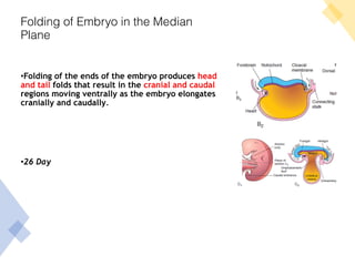 Folding of Embryo in the Median
Plane
•Folding of the ends of the embryo produces head
and tail folds that result in the cranial and caudal
regions moving ventrally as the embryo elongates
cranially and caudally.
•26 Day
 
