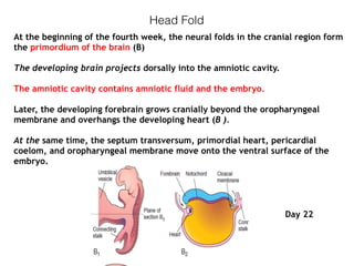 Head Fold
At the beginning of the fourth week, the neural folds in the cranial region form
the primordium of the brain (B)
The developing brain projects dorsally into the amniotic cavity.
The amniotic cavity contains amniotic fluid and the embryo.
Later, the developing forebrain grows cranially beyond the oropharyngeal
membrane and overhangs the developing heart (B ).
At the same time, the septum transversum, primordial heart, pericardial
coelom, and oropharyngeal membrane move onto the ventral surface of the
embryo.
Day 22
 