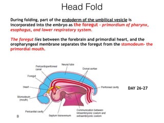 Head Fold
During folding, part of the endoderm of the umbilical vesicle is
incorporated into the embryo as the foregut - primordium of pharynx,
esophagus, and lower respiratory system.
The foregut lies between the forebrain and primordial heart, and the
oropharyngeal membrane separates the foregut from the stomodeum- the
primordial mouth.
DAY 26-27
 