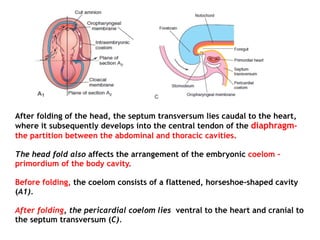 After folding of the head, the septum transversum lies caudal to the heart,
where it subsequently develops into the central tendon of the diaphragm-
the partition between the abdominal and thoracic cavities.
The head fold also affects the arrangement of the embryonic coelom -
primordium of the body cavity.
Before folding, the coelom consists of a flattened, horseshoe-shaped cavity
(A1).
After folding, the pericardial coelom lies ventral to the heart and cranial to
the septum transversum (C).
 