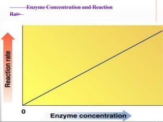 Enzyme Concentration and Reaction
Rate
• The rate of reaction increases as
enzyme concentration increases (at
constant substrate concentration)
• At higher enzyme concentrations, more
enzymes are available to catalyze the
reaction (more reactions at once)
n
tion (at
• There i
reactio
consta
s a linear relationship betwee
n rate and enzyme concentra
nt substrate concentration)
 