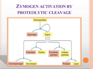 ZYMOGEN ACTIVATION BY
PROTEOLYTIC CLEAVAGE
 