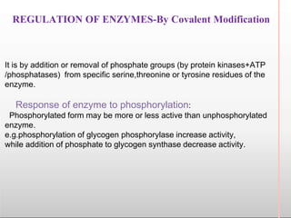 REGULATION OF ENZYMES-By Covalent Modification
It is by addition or removal of phosphate groups (by protein kinases+ATP
/phosphatases) from specific serine,threonine or tyrosine residues of the
enzyme.
Response of enzyme to phosphorylation:
Phosphorylated form may be more or less active than unphosphorylated
enzyme.
e.g.phosphorylation of glycogen phosphorylase increase activity,
while addition of phosphate to glycogen synthase decrease activity.
 