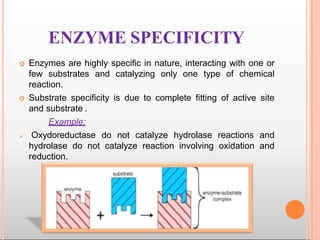 ENZYME SPECIFICITY
 Enzymes are highly specific in nature, interacting with one or
few substrates and catalyzing only one type of chemical
reaction.
 Substrate specificity is due to complete fitting of active site
and substrate .
Example:
 Oxydoreductase do not catalyze hydrolase reactions and
hydrolase do not catalyze reaction involving oxidation and
reduction.
 