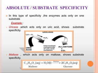 ABSOLUTE / SUBSTRATE SPECIFICITY
 In this type of specificity ,the enzymes acts only on one
substrate
Example :
 Uricase ,which acts only on uric acid, shows substrate
specificity.
 Maltase , which acts only on maltose, shows substrate
specificity.
 