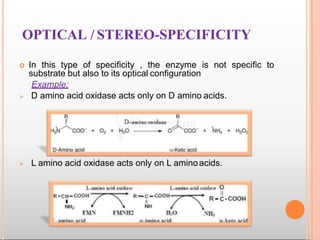 OPTICAL / STEREO-SPECIFICITY
 In this type of specificity , the enzyme is not specific to
substrate but also to its optical configuration
Example:
 D amino acid oxidase acts only on D amino acids.
 L amino acid oxidase acts only on L aminoacids.
 
