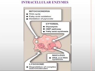 INTRACELLULAR ENZYMES
 