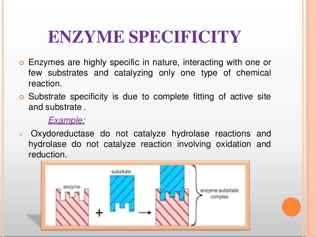 factors Affecting Enzyme activity