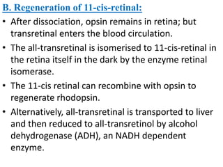B. Regeneration of 11-cis-retinal:
• After dissociation, opsin remains in retina; but
  transretinal enters the blood circulation.
• The all-transretinal is isomerised to 11-cis-retinal in
  the retina itself in the dark by the enzyme retinal
  isomerase.
• The 11-cis retinal can recombine with opsin to
  regenerate rhodopsin.
• Alternatively, all-transretinal is transported to liver
  and then reduced to all-transretinol by alcohol
  dehydrogenase (ADH), an NADH dependent
  enzyme.
 