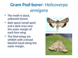 Lec 5 a - Red gram & Bengal gram.ppt and management | PPT