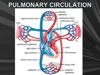 PULMONARY CIRCULATIONPULMONARY CIRCULATION
 