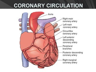 CORONARY CIRCULATION
 