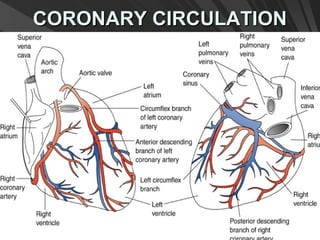 CORONARY CIRCULATIONCORONARY CIRCULATION
 