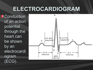 ELECTROCARDIOGRAMELECTROCARDIOGRAM
ConductionConduction
of an actionof an action
potentialpotential
through thethrough the
heart canheart can
be shownbe shown
by anby an
electrocardielectrocardi
ogramogram
(ECG).(ECG).
 