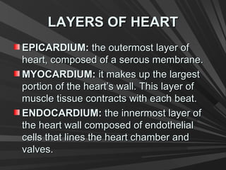 LAYERS OF HEARTLAYERS OF HEART
EPICARDIUM:EPICARDIUM: the outermost layer ofthe outermost layer of
heart, composed of a serous membrane.heart, composed of a serous membrane.
MYOCARDIUM:MYOCARDIUM: it makes up the largestit makes up the largest
portion of the heart’s wall. This layer ofportion of the heart’s wall. This layer of
muscle tissue contracts with each beat.muscle tissue contracts with each beat.
ENDOCARDIUM:ENDOCARDIUM: the innermost layer ofthe innermost layer of
the heart wall composed of endothelialthe heart wall composed of endothelial
cells that lines the heart chamber andcells that lines the heart chamber and
valves.valves.
 