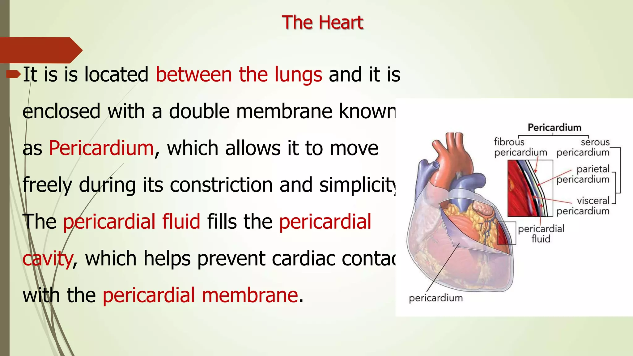 The Heart
It is is located between the lungs and it is
enclosed with a double membrane known
as Pericardium, which allows it to move
freely during its constriction and simplicity.
The pericardial fluid fills the pericardial
cavity, which helps prevent cardiac contact
with the pericardial membrane.
 