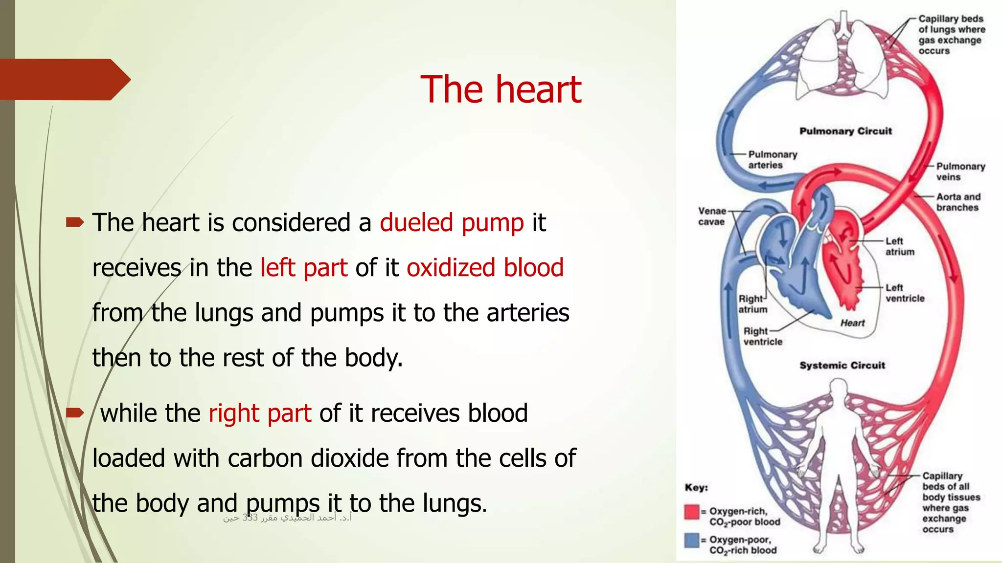 The heart
 The heart is considered a dueled pump it
receives in the left part of it oxidized blood
from the lungs and pumps it to the arteries
then to the rest of the body.
 while the right part of it receives blood
loaded with carbon dioxide from the cells of
the body and pumps it to the lungs.‫أ‬.‫د‬.‫مقرر‬ ‫الحميدي‬ ‫أحمد‬333‫حين‬
 