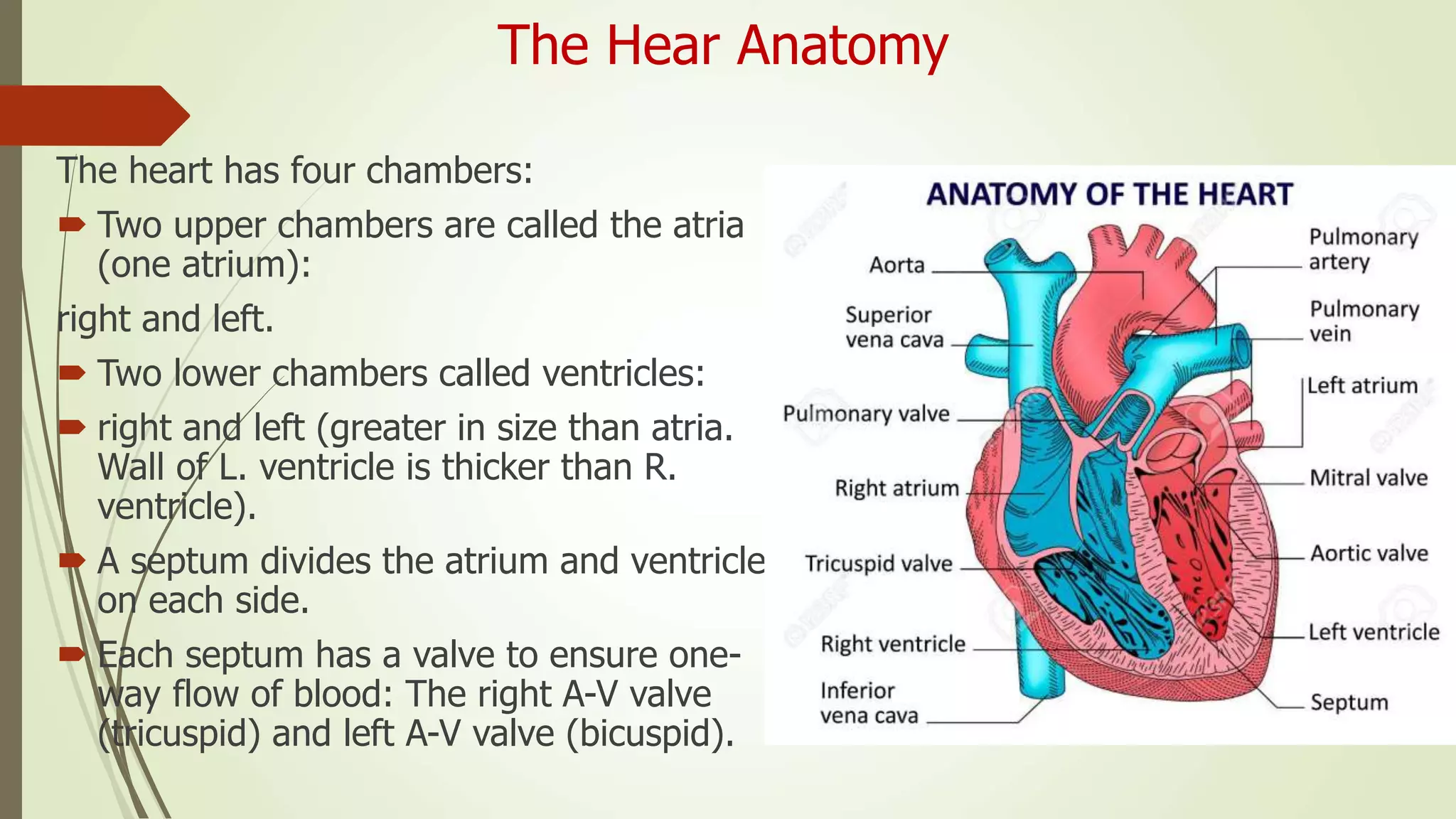 The Hear Anatomy
The heart has four chambers:
 Two upper chambers are called the atria
(one atrium):
right and left.
 Two lower chambers called ventricles:
 right and left (greater in size than atria.
Wall of L. ventricle is thicker than R.
ventricle).
 A septum divides the atrium and ventricle
on each side.
 Each septum has a valve to ensure one-
way flow of blood: The right A-V valve
(tricuspid) and left A-V valve (bicuspid).
 