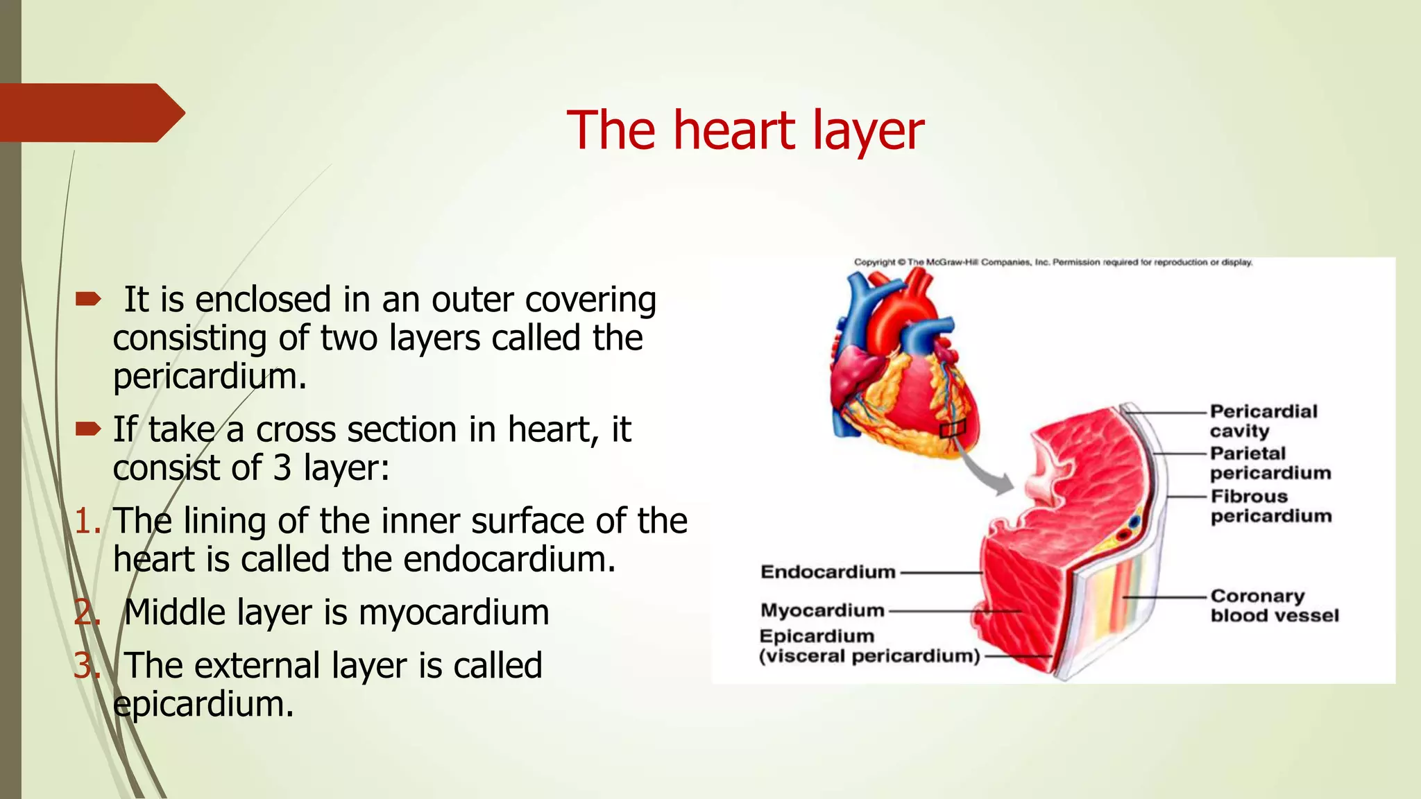 The heart layer
 It is enclosed in an outer covering
consisting of two layers called the
pericardium.
 If take a cross section in heart, it
consist of 3 layer:
1. The lining of the inner surface of the
heart is called the endocardium.
2. Middle layer is myocardium
3. The external layer is called
epicardium.
 