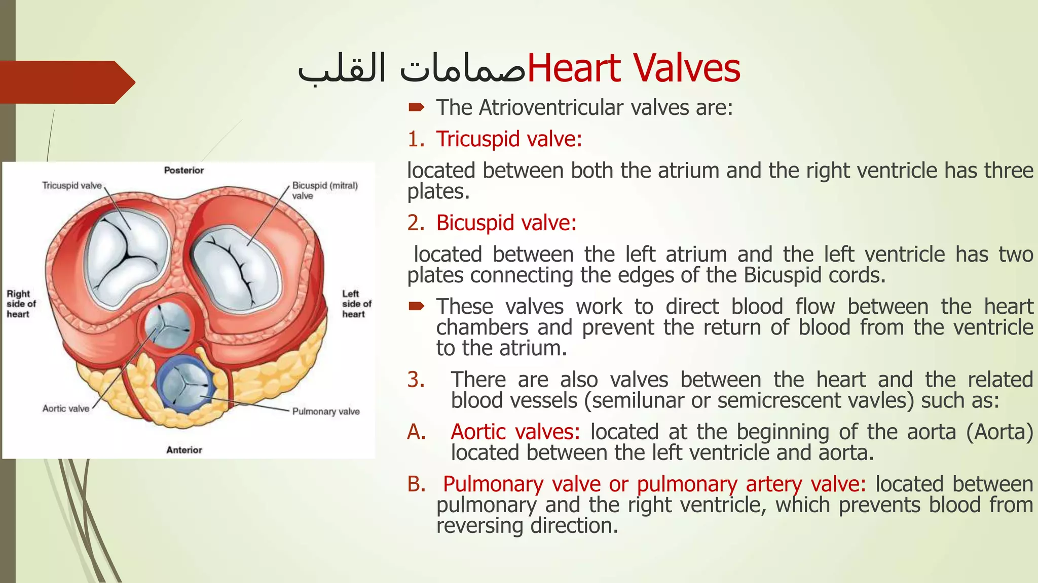 ‫القلب‬ ‫صمامات‬Heart Valves
 The Atrioventricular valves are:
1. Tricuspid valve:
located between both the atrium and the right ventricle has three
plates.
2. Bicuspid valve:
located between the left atrium and the left ventricle has two
plates connecting the edges of the Bicuspid cords.
 These valves work to direct blood flow between the heart
chambers and prevent the return of blood from the ventricle
to the atrium.
3. There are also valves between the heart and the related
blood vessels (semilunar or semicrescent vavles) such as:
A. Aortic valves: located at the beginning of the aorta (Aorta)
located between the left ventricle and aorta.
B. Pulmonary valve or pulmonary artery valve: located between
pulmonary and the right ventricle, which prevents blood from
reversing direction.
 
