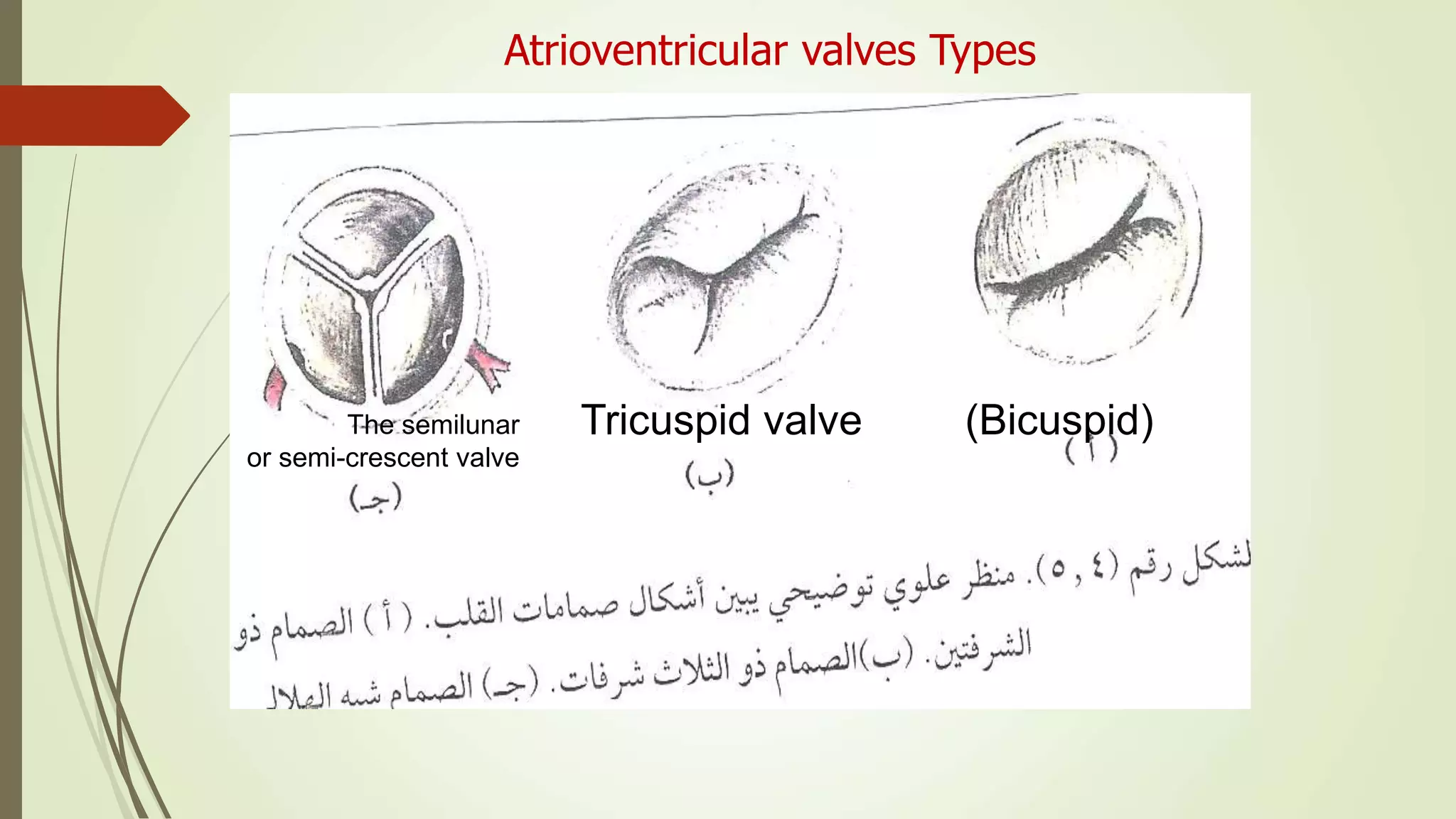 Atrioventricular valves Types
Tricuspid valve (Bicuspid)The semilunar
or semi-crescent valve
 