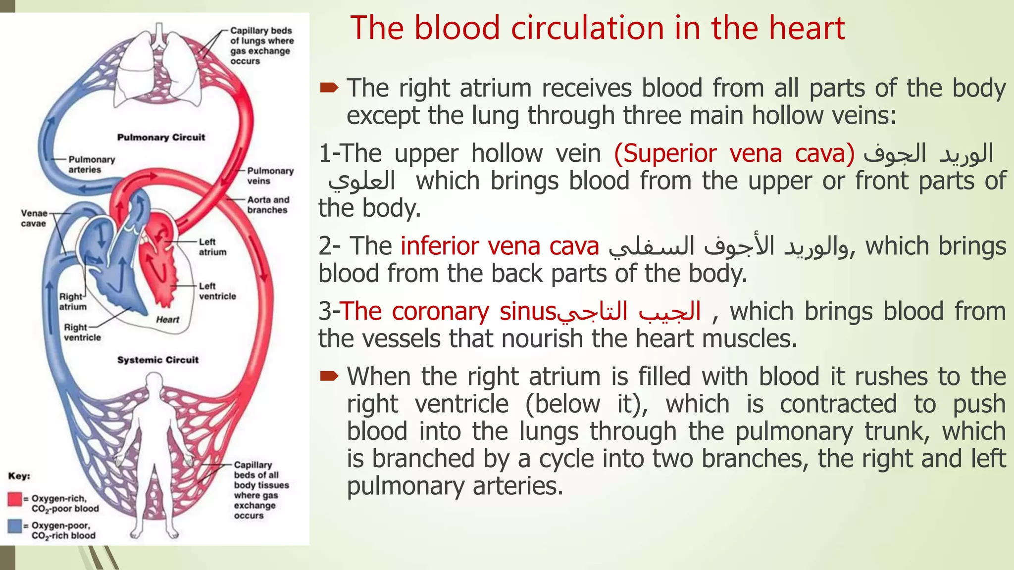The blood circulation in the heart
 The right atrium receives blood from all parts of the body
except the lung through three main hollow veins:
1-The upper hollow vein (Superior vena cava) ‫الوريد‬‫الجوف‬
‫العلوي‬ which brings blood from the upper or front parts of
the body.
2- The inferior vena cava ‫والوريد‬‫األجوف‬‫السفلي‬ , which brings
blood from the back parts of the body.
3-The coronary sinus ‫الجيب‬‫التاجي‬ , which brings blood from
the vessels that nourish the heart muscles.
 When the right atrium is filled with blood it rushes to the
right ventricle (below it), which is contracted to push
blood into the lungs through the pulmonary trunk, which
is branched by a cycle into two branches, the right and left
pulmonary arteries.
 