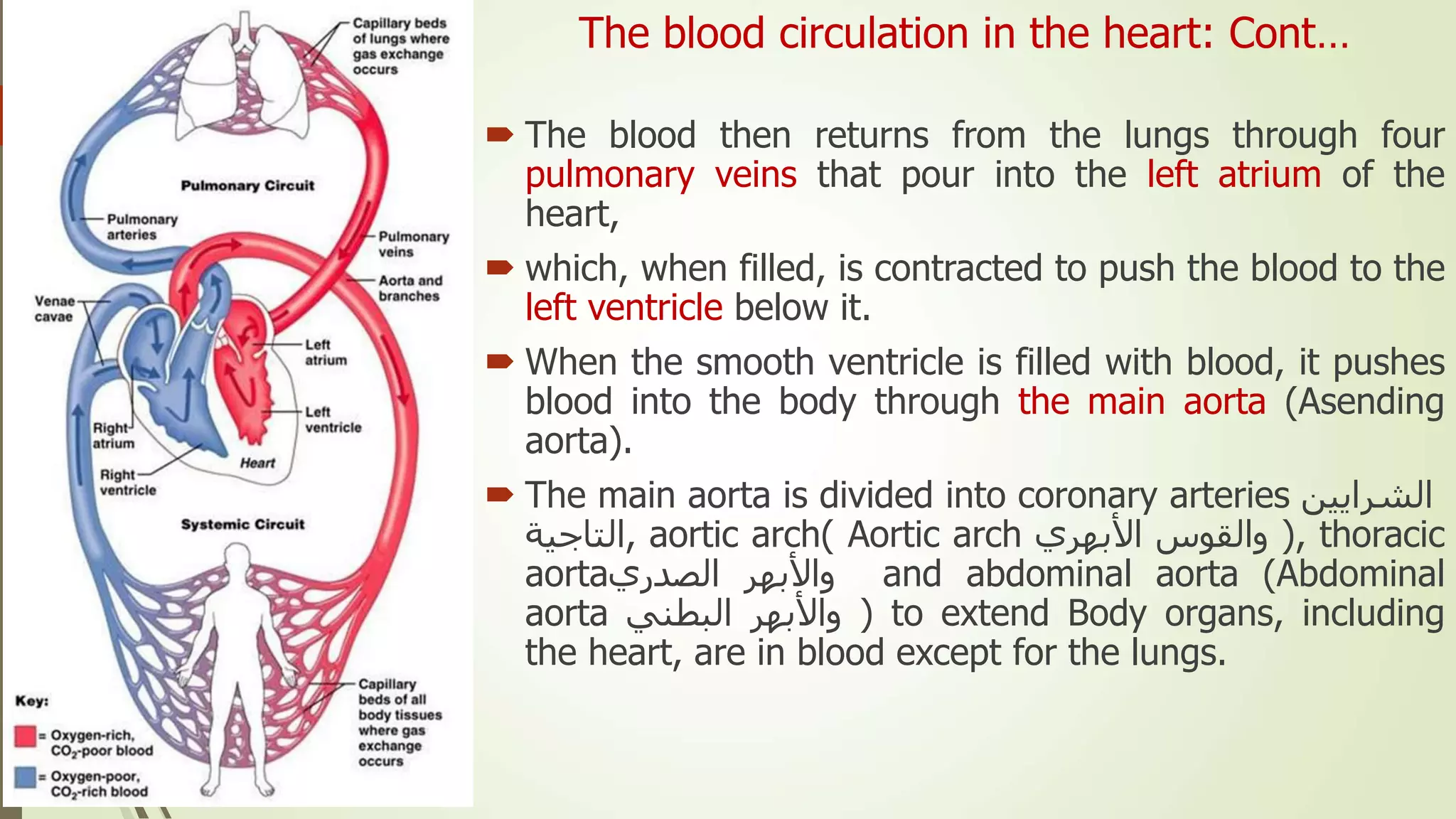 The blood circulation in the heart: Cont…
 The blood then returns from the lungs through four
pulmonary veins that pour into the left atrium of the
heart,
 which, when filled, is contracted to push the blood to the
left ventricle below it.
 When the smooth ventricle is filled with blood, it pushes
blood into the body through the main aorta (Asending
aorta).
 The main aorta is divided into coronary arteries ‫الشرايين‬
‫,التاجية‬ aortic arch( Aortic arch ‫والقوس‬‫األبهري‬ ), thoracic
aorta ‫واألبهر‬‫الصدري‬ and abdominal aorta (Abdominal
aorta ‫واألبهر‬‫البطني‬ ) to extend Body organs, including
the heart, are in blood except for the lungs.
 