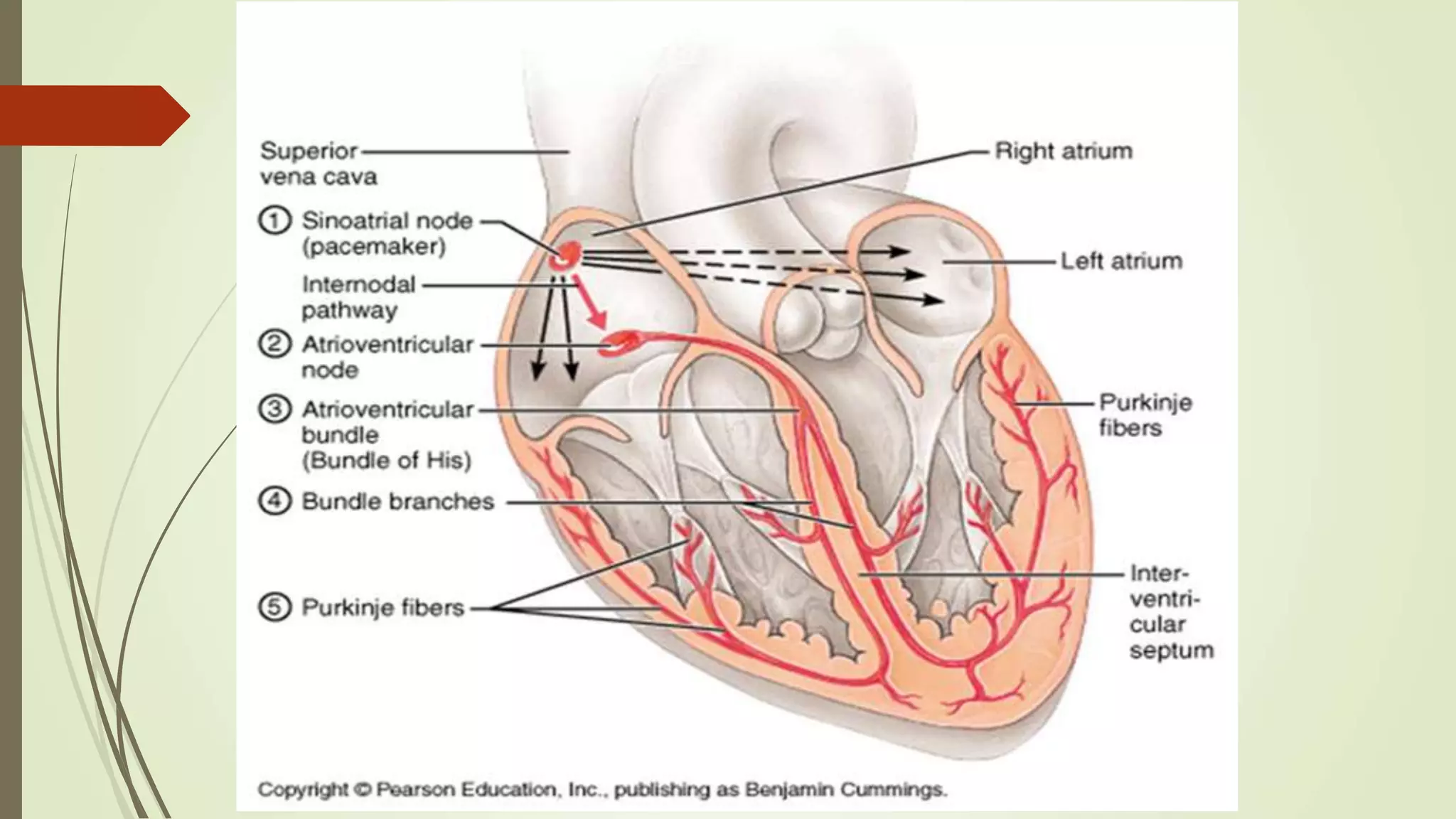 ‫أ‬.‫د‬.‫مقرر‬ ‫الحميدي‬ ‫أحمد‬333‫حين‬
 