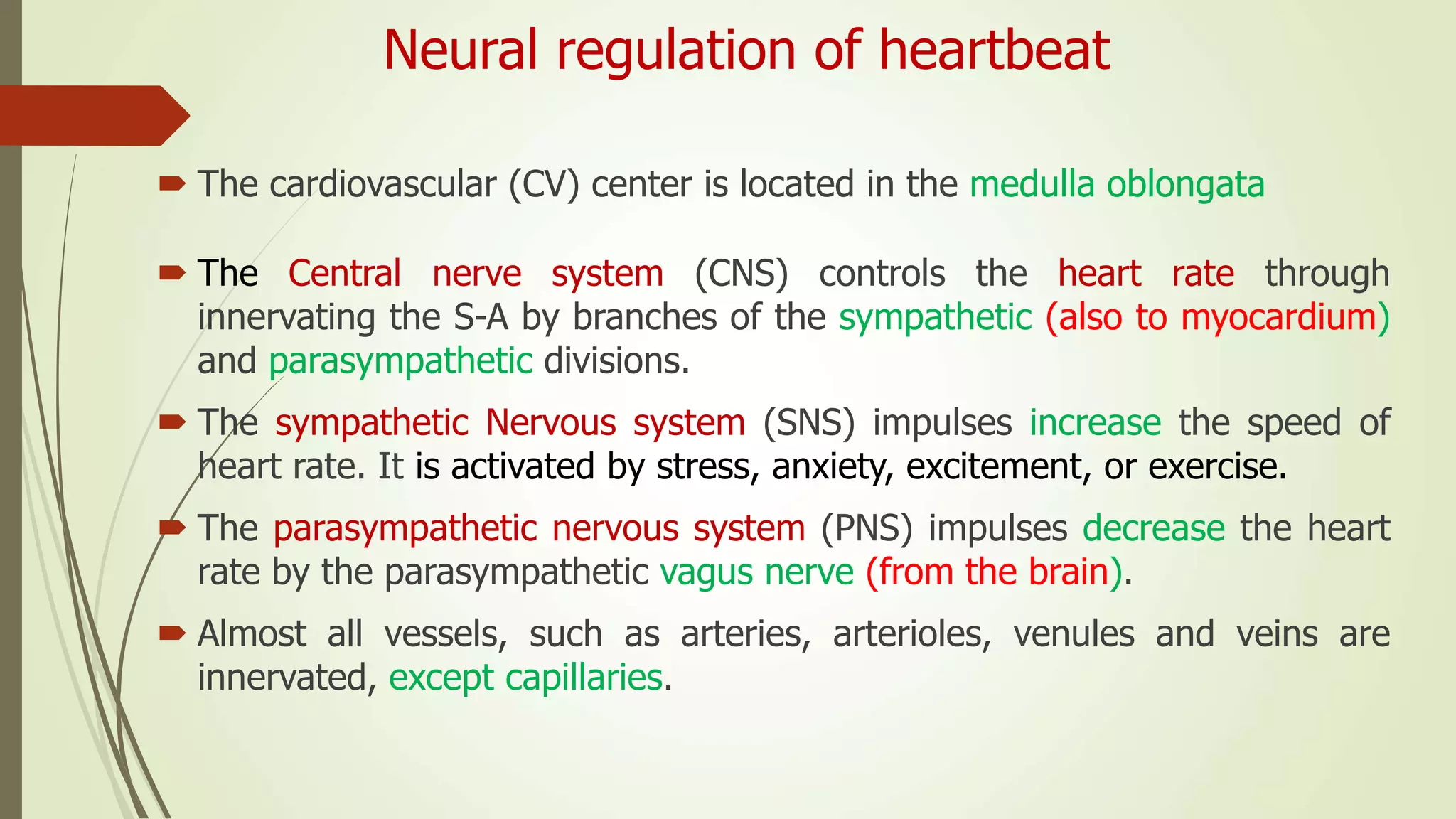 Neural regulation of heartbeat
 The cardiovascular (CV) center is located in the medulla oblongata
 The Central nerve system (CNS) controls the heart rate through
innervating the S-A by branches of the sympathetic (also to myocardium)
and parasympathetic divisions.
 The sympathetic Nervous system (SNS) impulses increase the speed of
heart rate. It is activated by stress, anxiety, excitement, or exercise.
 The parasympathetic nervous system (PNS) impulses decrease the heart
rate by the parasympathetic vagus nerve (from the brain).
 Almost all vessels, such as arteries, arterioles, venules and veins are
innervated, except capillaries.
 