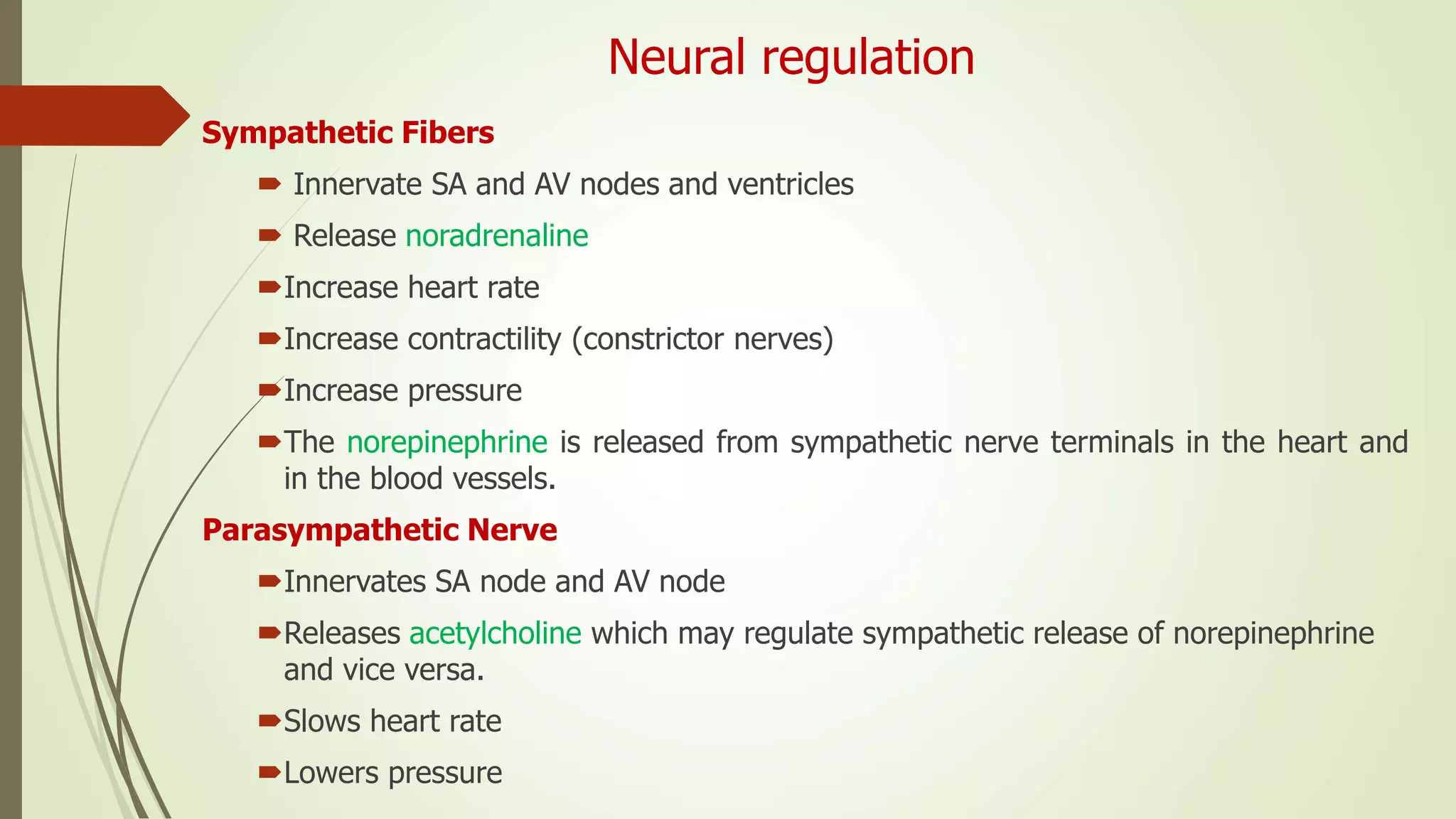 Neural regulation
Sympathetic Fibers
 Innervate SA and AV nodes and ventricles
 Release noradrenaline
Increase heart rate
Increase contractility (constrictor nerves)
Increase pressure
The norepinephrine is released from sympathetic nerve terminals in the heart and
in the blood vessels.
Parasympathetic Nerve
Innervates SA node and AV node
Releases acetylcholine which may regulate sympathetic release of norepinephrine
and vice versa.
Slows heart rate
Lowers pressure
 