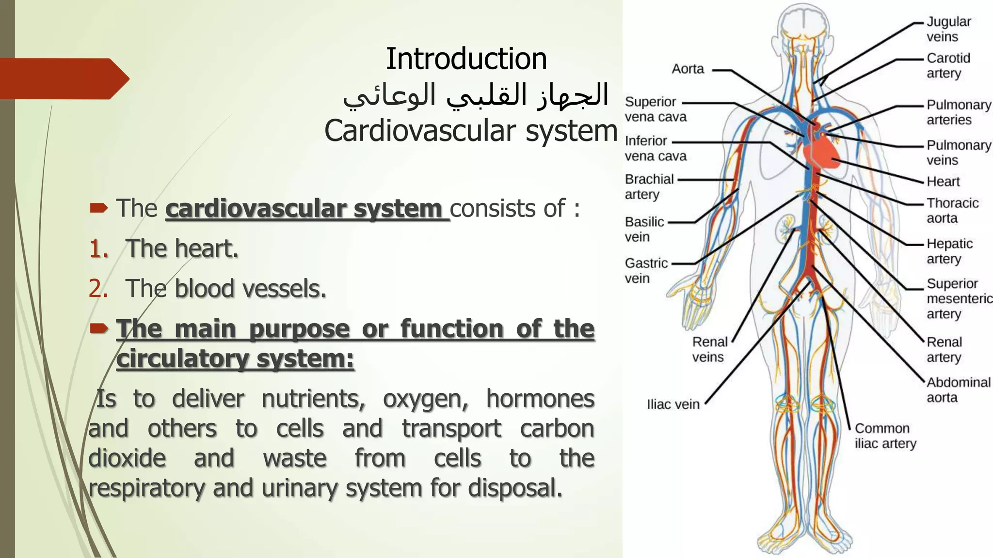 Introduction
‫القلبي‬ ‫الجهاز‬‫الوعائي‬
Cardiovascular system
 The cardiovascular system consists of :
1. The heart.
2. The blood vessels.
 The main purpose or function of the
circulatory system:
Is to deliver nutrients, oxygen, hormones
and others to cells and transport carbon
dioxide and waste from cells to the
respiratory and urinary system for disposal.
 