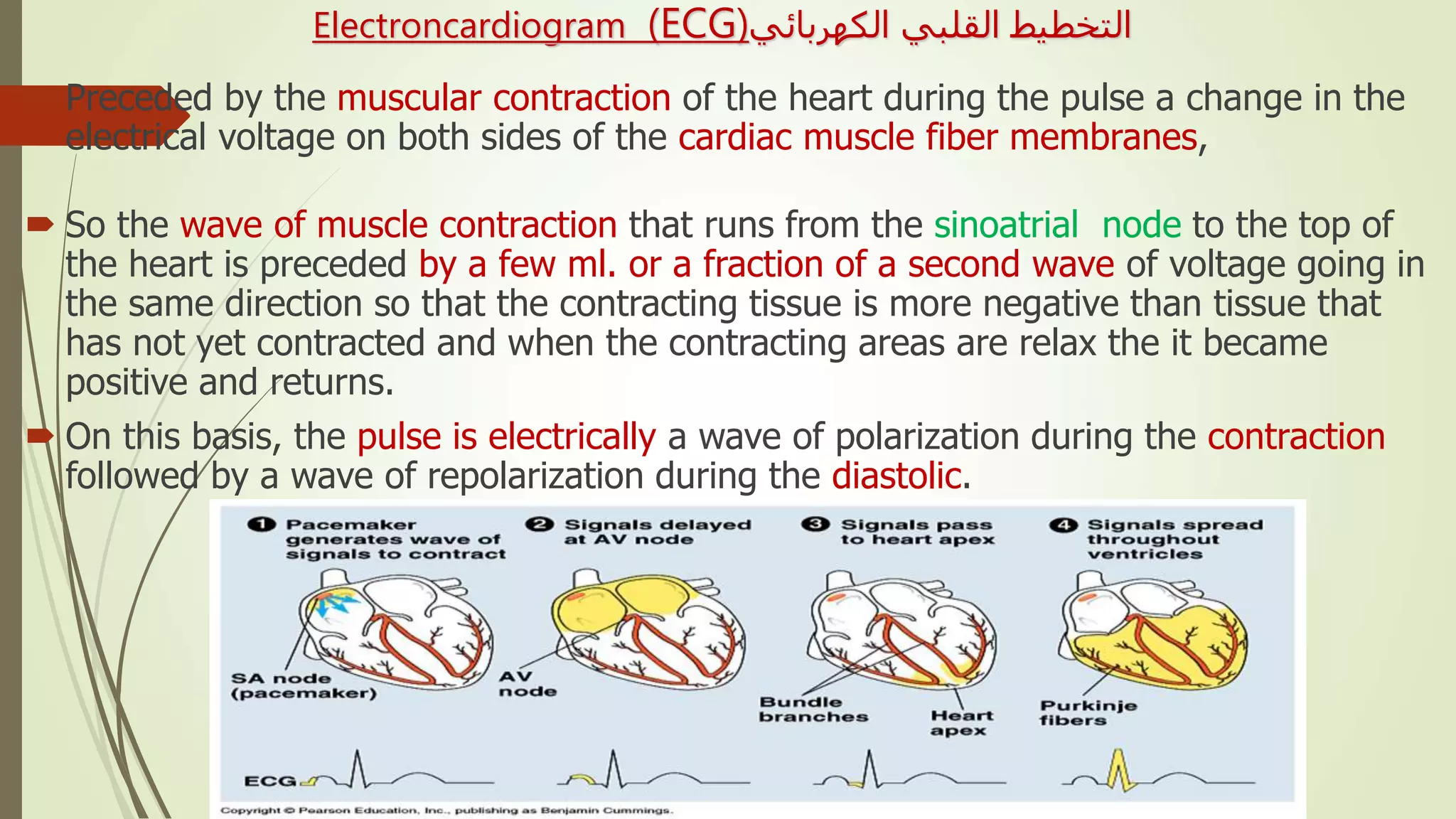 ‫الكهربائي‬ ‫القلبي‬ ‫التخطيط‬Electroncardiogram (ECG)
 Preceded by the muscular contraction of the heart during the pulse a change in the
electrical voltage on both sides of the cardiac muscle fiber membranes,
 So the wave of muscle contraction that runs from the sinoatrial node to the top of
the heart is preceded by a few ml. or a fraction of a second wave of voltage going in
the same direction so that the contracting tissue is more negative than tissue that
has not yet contracted and when the contracting areas are relax the it became
positive and returns.
 On this basis, the pulse is electrically a wave of polarization during the contraction
followed by a wave of repolarization during the diastolic.
 