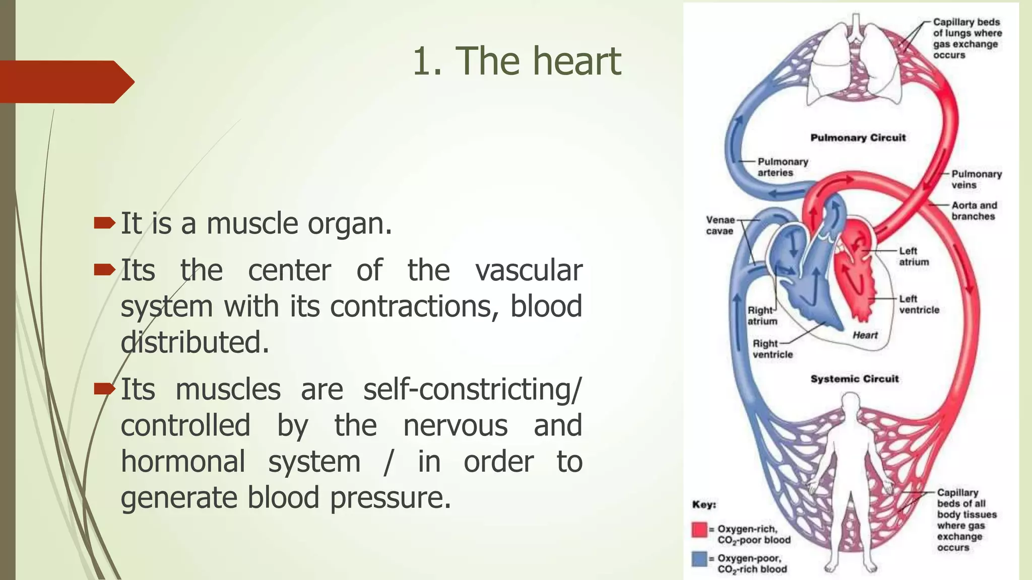 1. The heart
It is a muscle organ.
Its the center of the vascular
system with its contractions, blood
distributed.
Its muscles are self-constricting/
controlled by the nervous and
hormonal system / in order to
generate blood pressure.
 