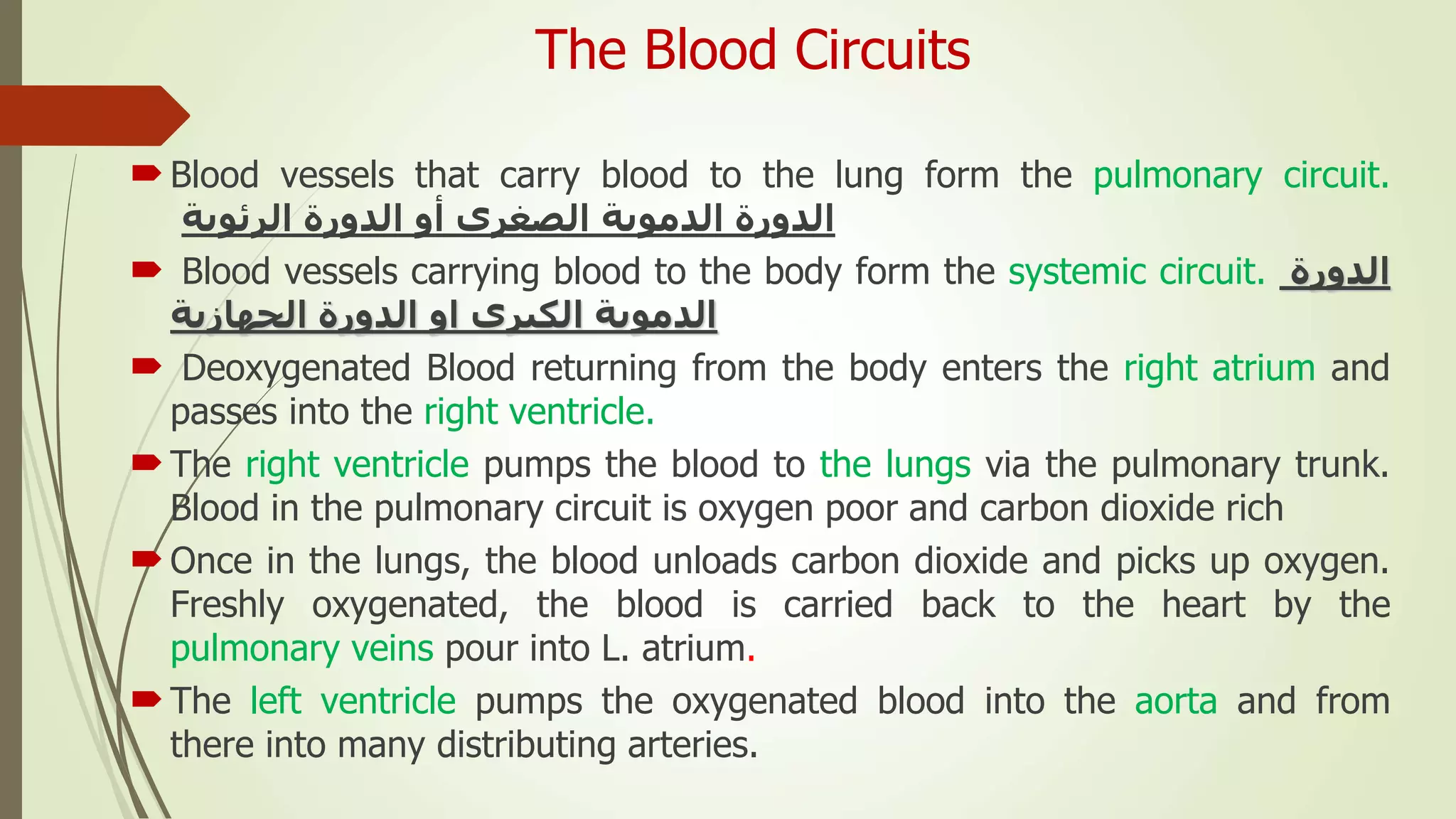The Blood Circuits
Blood vessels that carry blood to the lung form the pulmonary circuit.
‫الدورة‬‫الدموية‬‫الصغرى‬‫أو‬‫الدورة‬‫الرئوية‬
 Blood vessels carrying blood to the body form the systemic circuit. ‫الدورة‬
‫الدموية‬‫الكبرى‬‫او‬‫الدورة‬‫الجهازية‬
 Deoxygenated Blood returning from the body enters the right atrium and
passes into the right ventricle.
The right ventricle pumps the blood to the lungs via the pulmonary trunk.
Blood in the pulmonary circuit is oxygen poor and carbon dioxide rich
Once in the lungs, the blood unloads carbon dioxide and picks up oxygen.
Freshly oxygenated, the blood is carried back to the heart by the
pulmonary veins pour into L. atrium.
The left ventricle pumps the oxygenated blood into the aorta and from
there into many distributing arteries.
 