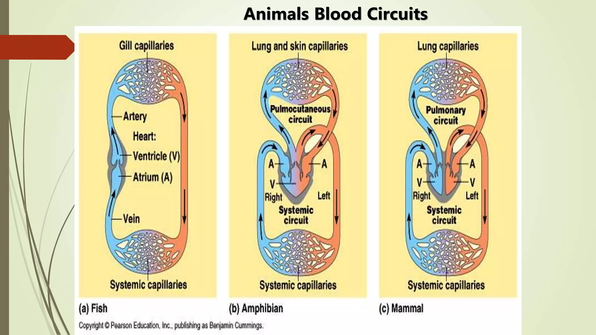 ‫أ‬.‫د‬.‫مقرر‬ ‫الحميدي‬ ‫أحمد‬333‫حين‬
Animals Blood Circuits
 