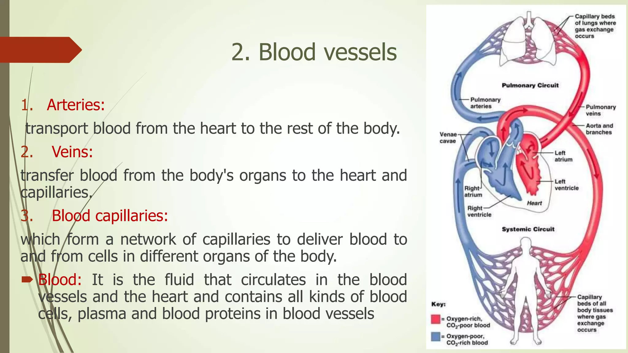 2. Blood vessels
1. Arteries:
transport blood from the heart to the rest of the body.
2. Veins:
transfer blood from the body's organs to the heart and
capillaries.
3. Blood capillaries:
which form a network of capillaries to deliver blood to
and from cells in different organs of the body.
 Blood: It is the fluid that circulates in the blood
vessels and the heart and contains all kinds of blood
cells, plasma and blood proteins in blood vessels
 