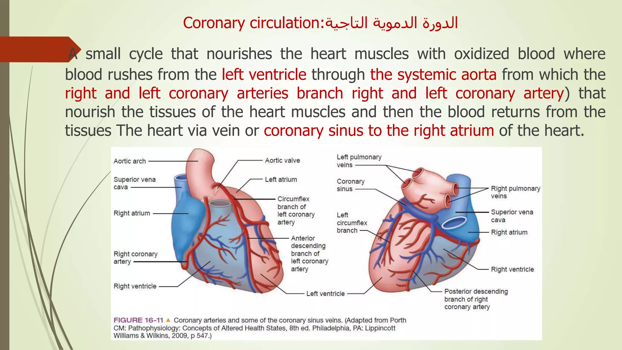  A small cycle that nourishes the heart muscles with oxidized blood where
blood rushes from the left ventricle through the systemic aorta from which the
right and left coronary arteries branch right and left coronary artery) that
nourish the tissues of the heart muscles and then the blood returns from the
tissues The heart via vein or coronary sinus to the right atrium of the heart.
Coronary circulation: ‫الدورة‬‫التاجية‬ ‫الدموية‬
 