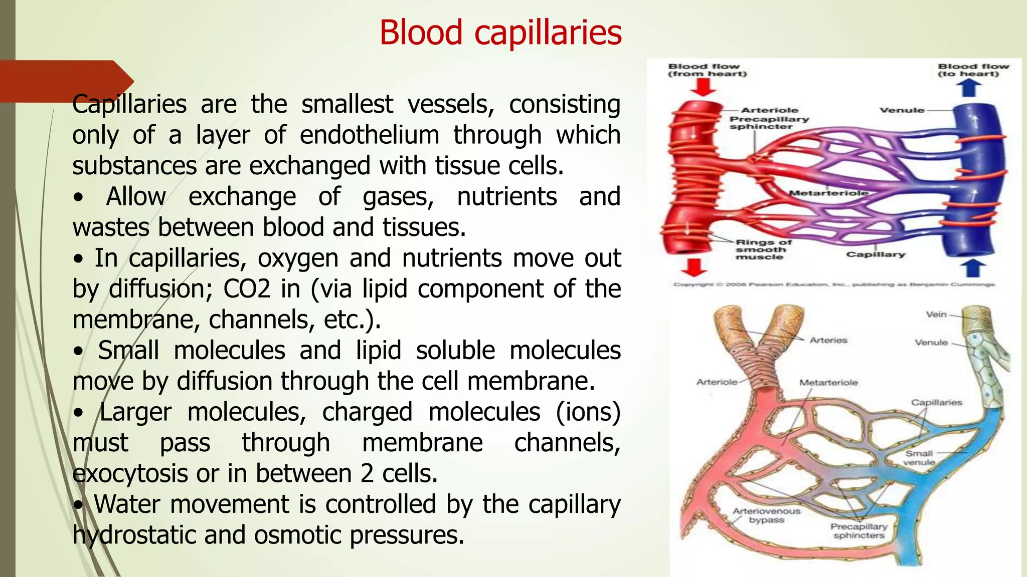 Blood capillaries
Capillaries are the smallest vessels, consisting
only of a layer of endothelium through which
substances are exchanged with tissue cells.
• Allow exchange of gases, nutrients and
wastes between blood and tissues.
• In capillaries, oxygen and nutrients move out
by diffusion; CO2 in (via lipid component of the
membrane, channels, etc.).
• Small molecules and lipid soluble molecules
move by diffusion through the cell membrane.
• Larger molecules, charged molecules (ions)
must pass through membrane channels,
exocytosis or in between 2 cells.
• Water movement is controlled by the capillary
hydrostatic and osmotic pressures.
 
