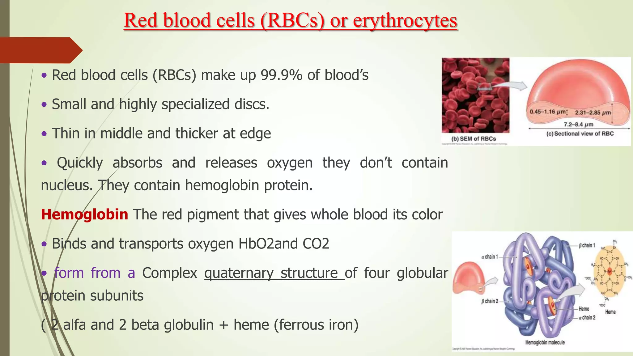 Red blood cells (RBCs) or erythrocytes
• Red blood cells (RBCs) make up 99.9% of blood’s
• Small and highly specialized discs.
• Thin in middle and thicker at edge
• Quickly absorbs and releases oxygen they don’t contain
nucleus. They contain hemoglobin protein.
Hemoglobin The red pigment that gives whole blood its color
• Binds and transports oxygen HbO2and CO2
• form from a Complex quaternary structure of four globular
protein subunits
( 2 alfa and 2 beta globulin + heme (ferrous iron)
 