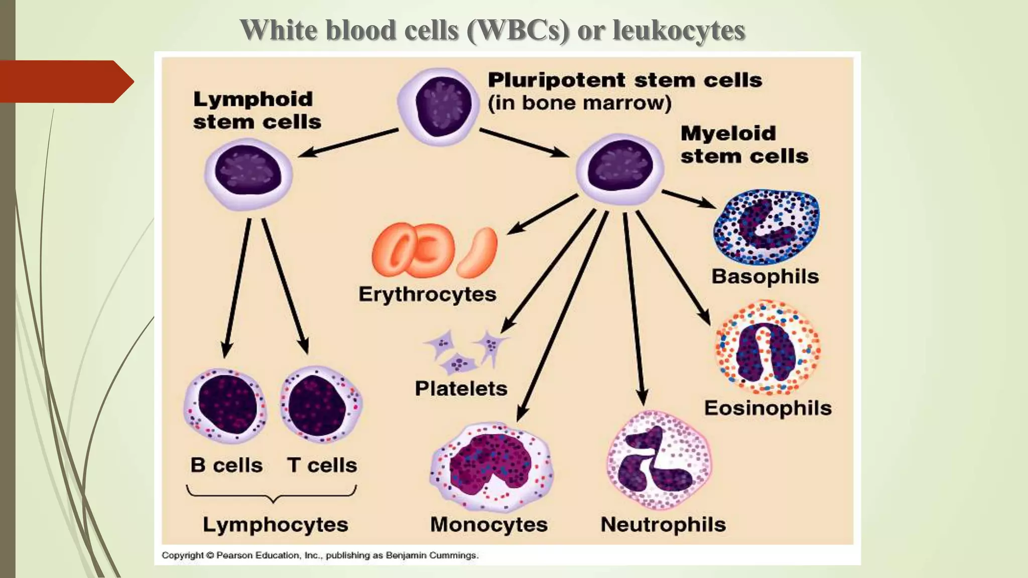 White blood cells (WBCs) or leukocytes
 
