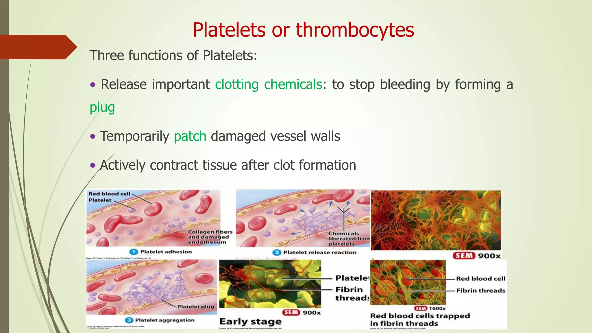 Platelets or thrombocytes
Three functions of Platelets:
• Release important clotting chemicals: to stop bleeding by forming a
plug
• Temporarily patch damaged vessel walls
• Actively contract tissue after clot formation
 