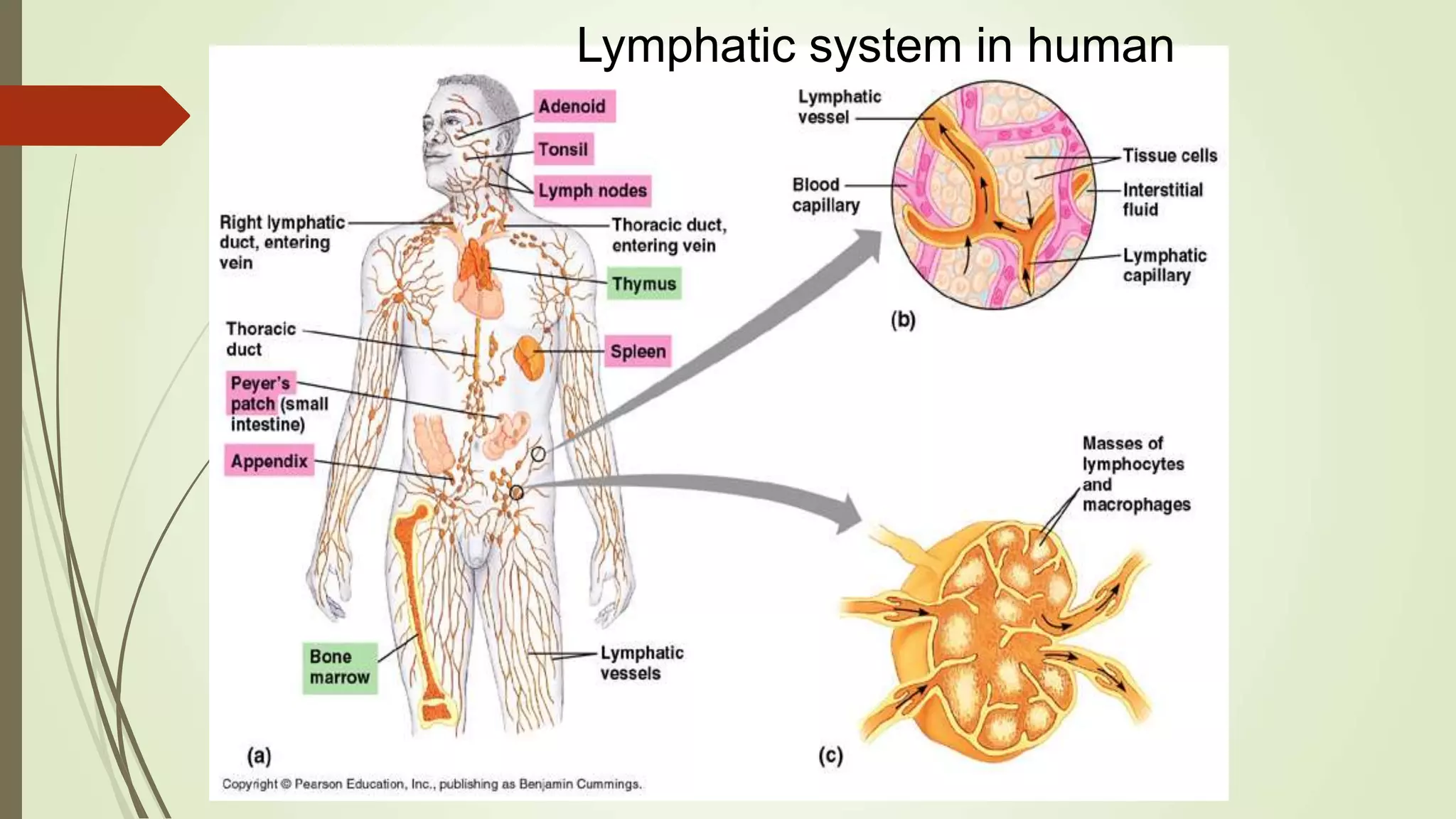 ‫أ‬.‫د‬.‫مقرر‬ ‫الحميدي‬ ‫أحمد‬333‫حين‬
Lymphatic system in human
 
